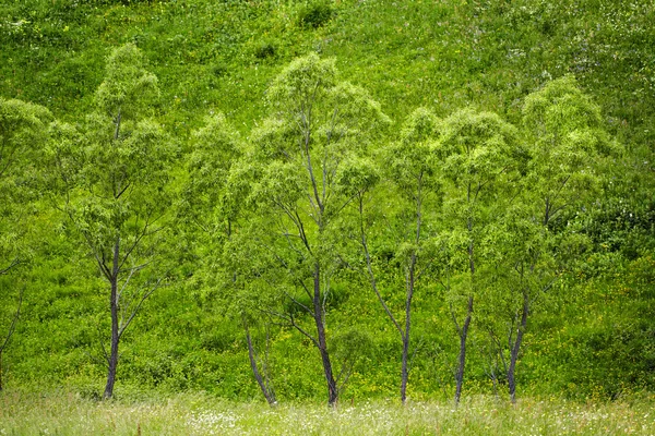 Willows satır — Stok fotoğraf