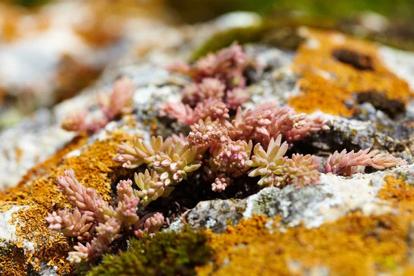 Нефритовые цветы растут на скалах — стоковое фото