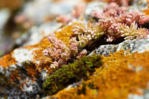 カネノナルキ花を岩の上 — ストック写真