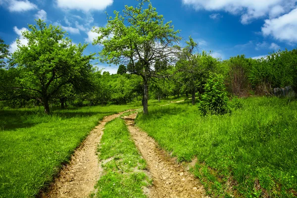 Rural road through meadow — Stock Photo, Image