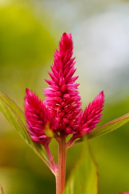 Cockscomb çiçek (Celosia Cristata)