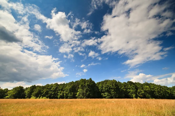 Foresta di faggi sotto il cielo blu — Foto Stock