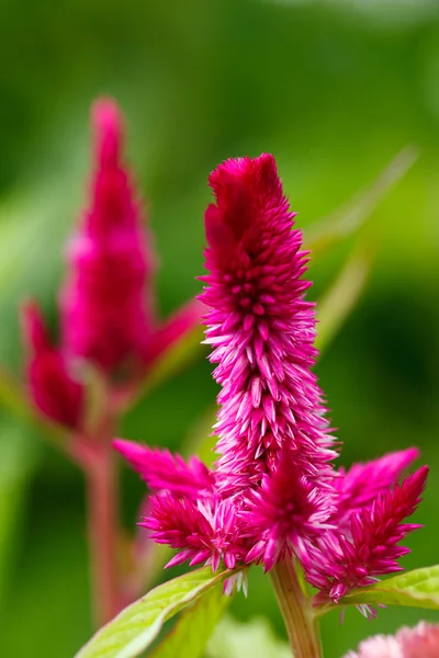 Květina kohoutí hřebínky (Celosia hřebenitá) — Stock fotografie