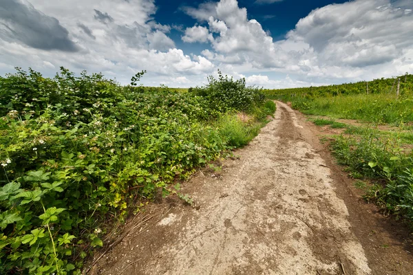 Landscape with dirt road — Stock Photo, Image