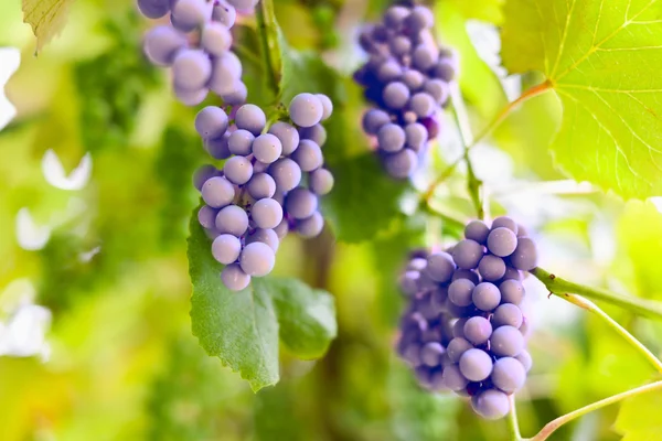 Гроздь винограда в винограднике — стоковое фото