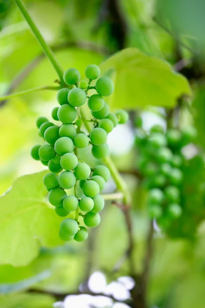 緑の unripe ブドウの房 — ストック写真