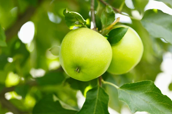 Fechar de maçãs verdes — Fotografia de Stock