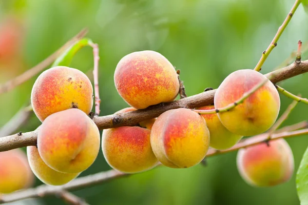 Група персиків на гілці — стокове фото
