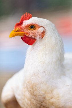 Chicken, closeup portrait clipart