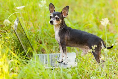 Chihuahua köpek vasıl belgili tanımlık laptop, açık