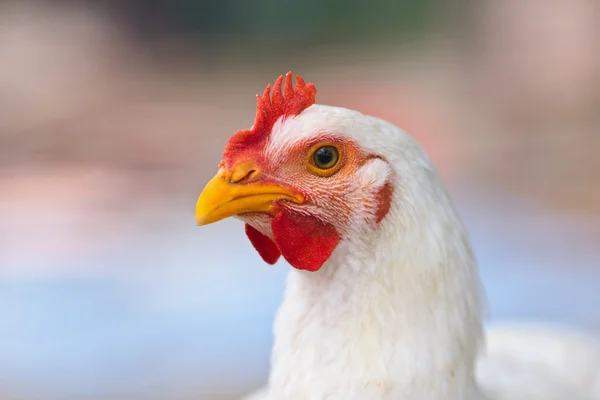 Chicken, closeup portrait — Stock Photo, Image