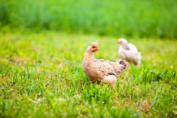 Hühner im Freien — Stockfoto