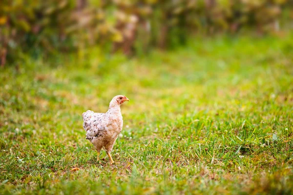 Chicken outdoor — Stock Photo, Image