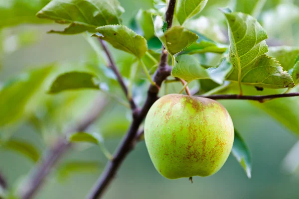 Closeup της ένα πράσινο μήλο — Φωτογραφία Αρχείου