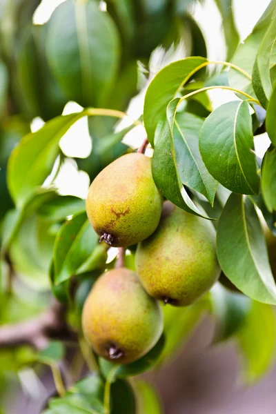 Pears on a branch — Stock Photo, Image