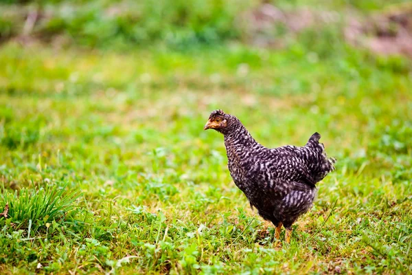 Zwarte kip buiten — Stockfoto