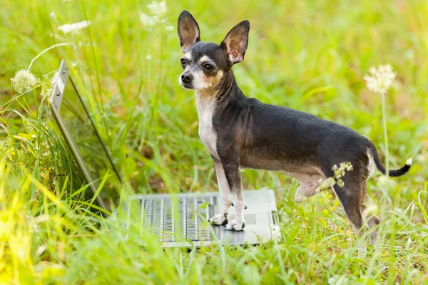 Чихуахуа собака за ноутбуком, открытый — стоковое фото