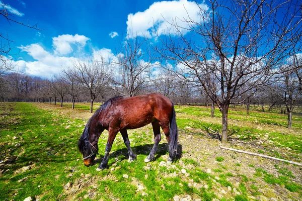 stock image Horse grazing in an orchard