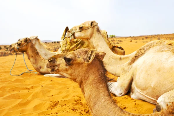 Kamelen op woestijn — Stockfoto