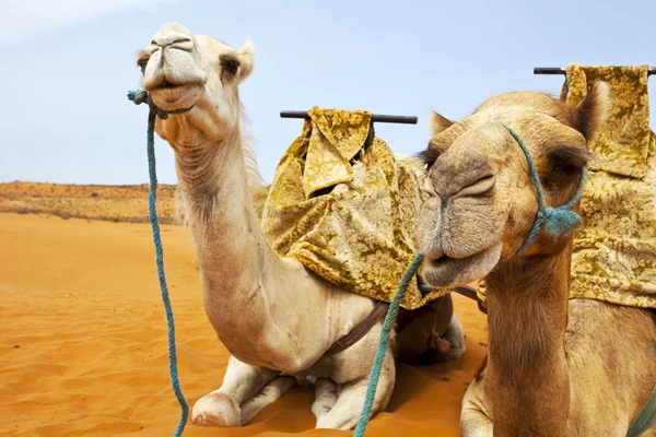 stock image Camels on desert