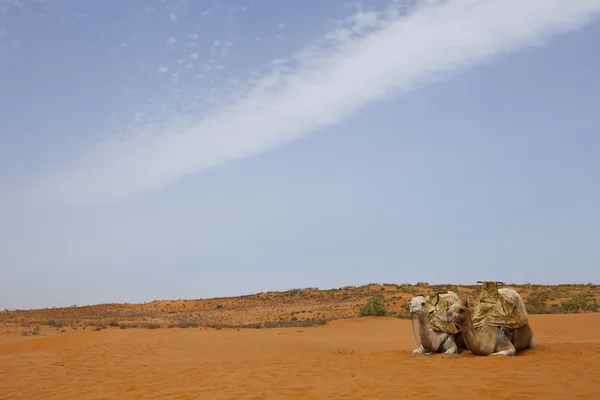 骆驼在沙漠上 — 图库照片