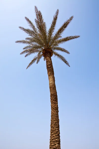 Exotische palmboom — Stockfoto
