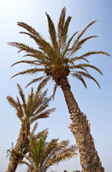 Exotic palm trees — Stock Photo, Image