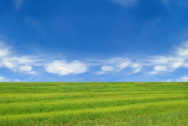 Zielona trawa i idealnie błękitne niebo — Zdjęcie stockowe