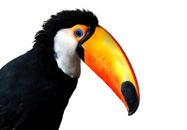 Färgglada karibiska toucan med stor orange näbb — Stockfoto