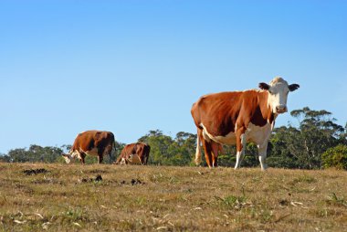 Group of dairy cows grazing clipart