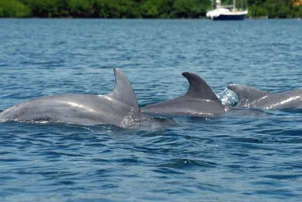 Delfin rodziny — Zdjęcie stockowe