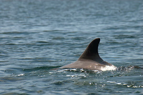 Darmowe gry delfin — Zdjęcie stockowe