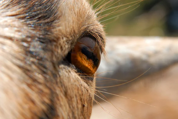 Goat's eye closeup