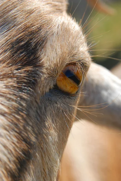 Fecho dos olhos de cabra — Fotografia de Stock
