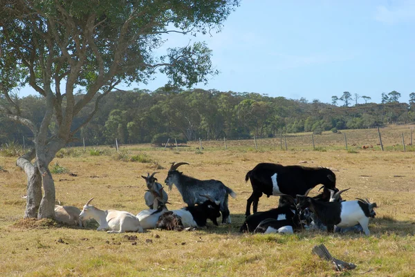 Goats resting — Stock Photo, Image