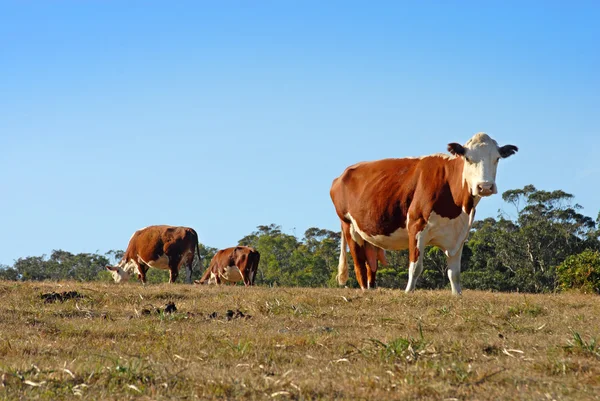 Group of dairy cows grazing — Stock Photo, Image