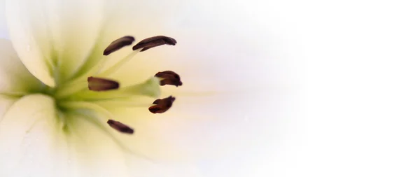 Belle fleur blanche — Photo