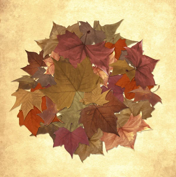 Autunno foglie cerchio sfondo — Foto Stock