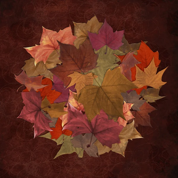 Autunno foglie cerchio sfondo — Foto Stock