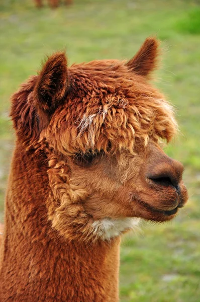 Kleine bruine Lama — Stockfoto