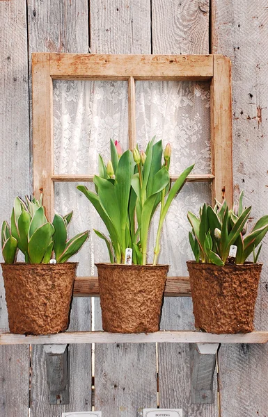 Pentole di tulipano sul davanzale della finestra — Foto Stock