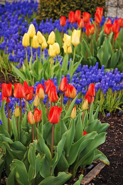 Giardino colorato in primavera — Foto Stock