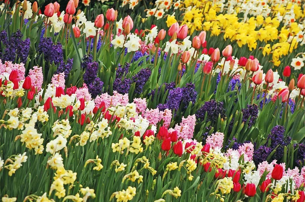 Цветной сад весной — стоковое фото