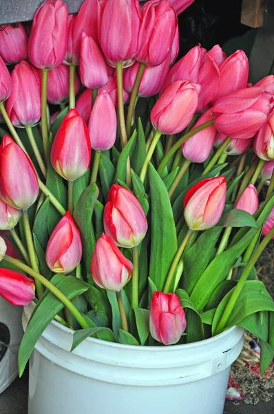 Růžové tulipány na trhu — Stock fotografie