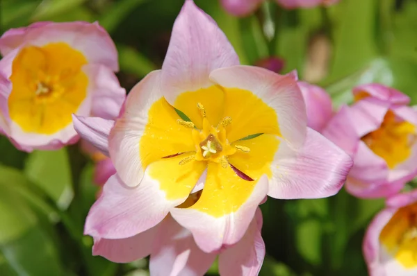 Рожево-жовті центри тюльпанів — стокове фото