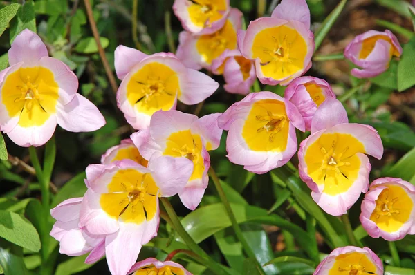 Centros de tulipas rosa e amarela — Fotografia de Stock