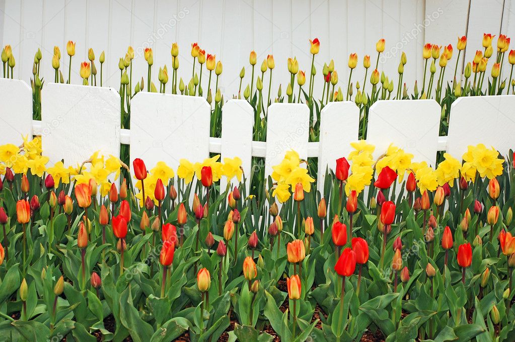 Daffodils and tulip garden