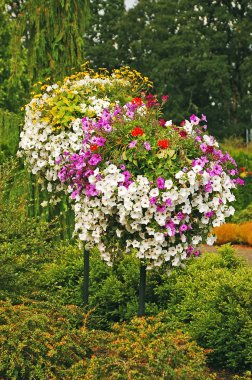 Colorful petunia hanging baskets clipart