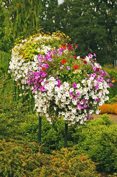 Colorful petunia hanging baskets — Stock Photo, Image