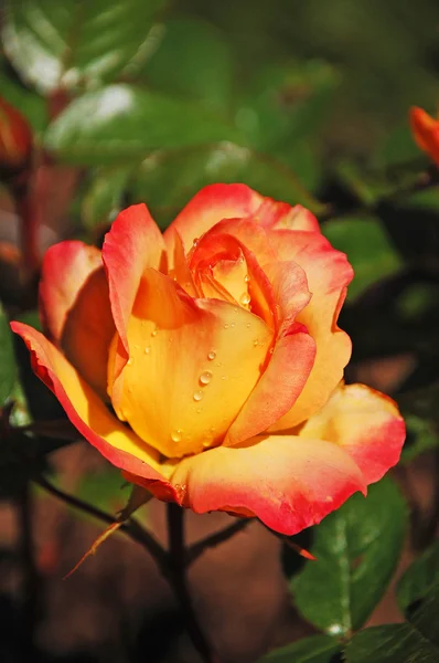 Einzelne orange und gelbe Rose — Stockfoto